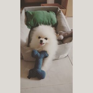 Eun Ji-won Instagram - #루씨🐶 기분이가 아주 좋아염🐶
.
.
고마워여 옐키 언니들🐶🐾