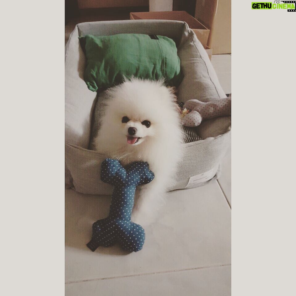 Eun Ji-won - 22.9K Likes - #루씨🐶 기분이가 아주 좋아염🐶
.
.
고마워여 옐키 언니들🐶🐾
