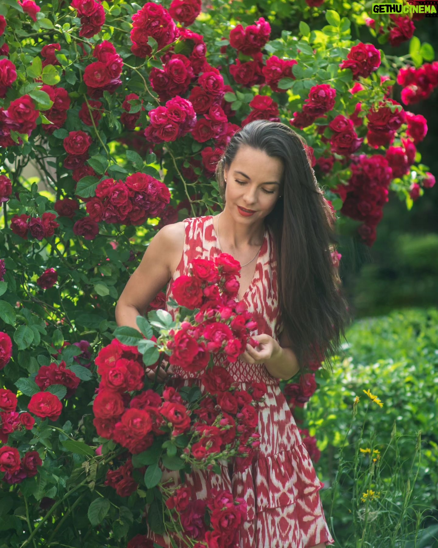 Éva Bátyai - 3 Likes - "Vannak csodák, amikről jobb hallgatni. Különben az ember nem ért meg többé semmit."
(Antoine de Saint-Exupéry)
🌹🌹🌹
Fotó: @kooadrien @kooadrienportrefotografus
🌹🌹🌹
#rózsa #fotózás #kooadrien #színésznő #virág #bátyaiévi #bátyaiéva