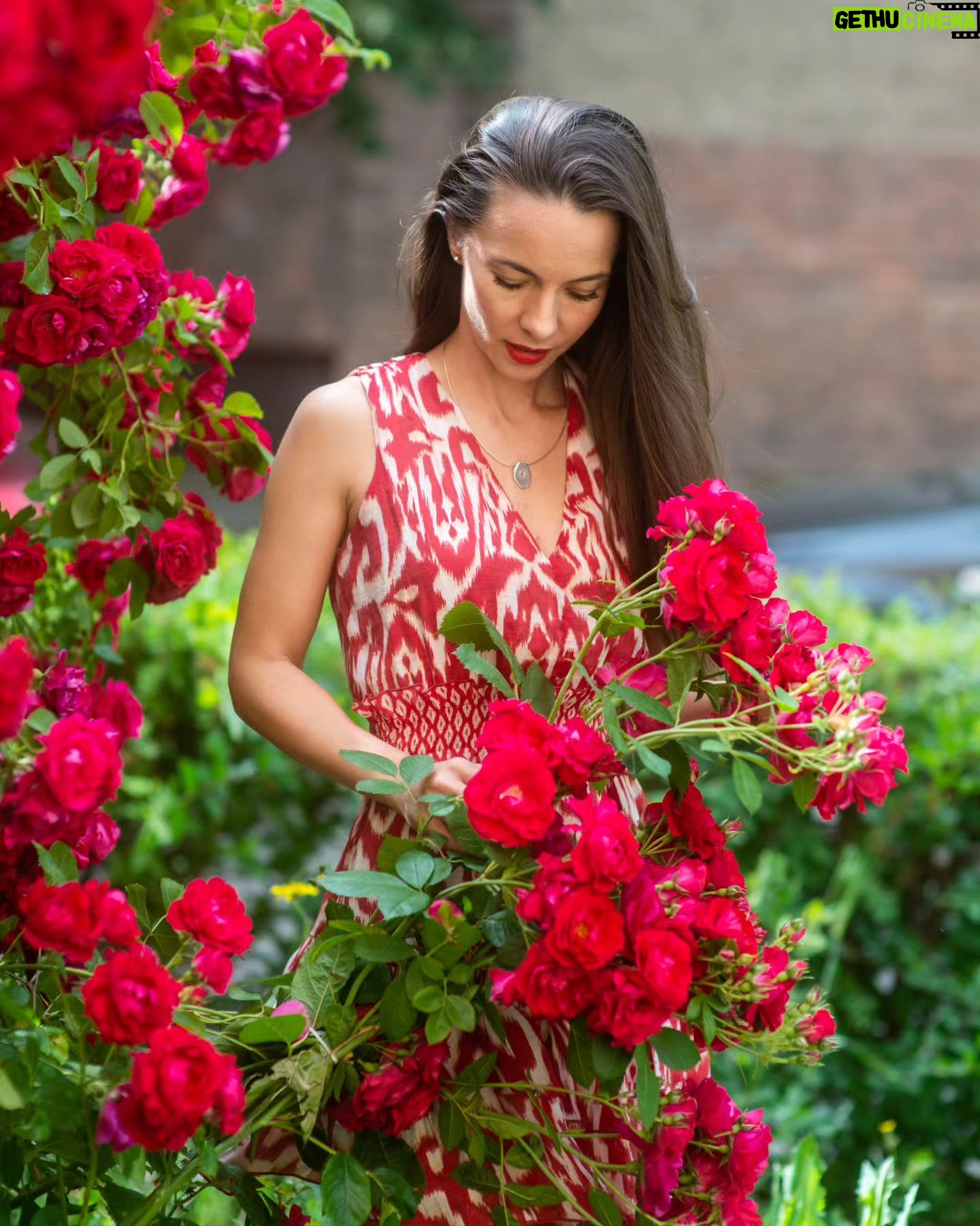 Éva Bátyai - 3 Likes - "Vannak csodák, amikről jobb hallgatni. Különben az ember nem ért meg többé semmit."
(Antoine de Saint-Exupéry)
🌹🌹🌹
Fotó: @kooadrien @kooadrienportrefotografus
🌹🌹🌹
#rózsa #fotózás #kooadrien #színésznő #virág #bátyaiévi #bátyaiéva
