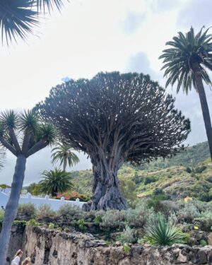Eva Ugarte Instagram - 21 días en la isla del volcán…y por allí dicen “Con la cuchara que coges con esa comes” 
Ya ha despegado y bien fuerte el 2024
 Gracias Tenerife 💞💕💞💕

Grasias por el vídeo hermanah @martazubiria 🌻