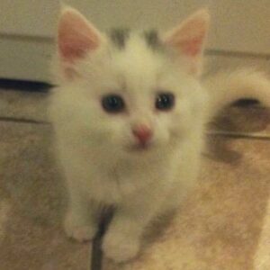 Eve 6000 Instagram - Mochi
April 2010 - August 2023 🕊️ 

I’ll never forget how you fit in the palm of my hand when you first came to me. I was a lonely teen, struggling to find my place in life. The moment I met you, I knew I would love & protect you the best I could, for as long as possible. 

You were always by my side. You comforted me whenever I was down. You cuddled next to me as I cried, and let me rub your belly. I will cherish those moments forever.

You’ll always be my baby gorgeous, mochi mo, mister man, big fat boy… I only wish I could’ve done more for you in your final days. I can’t believe you won’t be there when I come home tomorrow. In my heart I’m still cuddling you and telling you how much I love you. I always will be.
