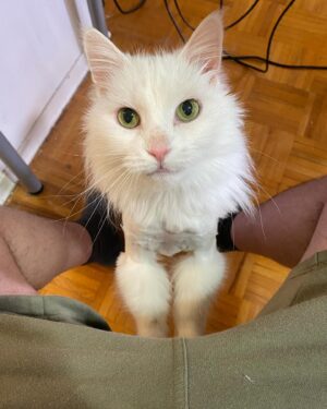 Eve 6000 Instagram - Mochi
April 2010 - August 2023 🕊️ 

I’ll never forget how you fit in the palm of my hand when you first came to me. I was a lonely teen, struggling to find my place in life. The moment I met you, I knew I would love & protect you the best I could, for as long as possible. 

You were always by my side. You comforted me whenever I was down. You cuddled next to me as I cried, and let me rub your belly. I will cherish those moments forever.

You’ll always be my baby gorgeous, mochi mo, mister man, big fat boy… I only wish I could’ve done more for you in your final days. I can’t believe you won’t be there when I come home tomorrow. In my heart I’m still cuddling you and telling you how much I love you. I always will be.
