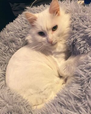 Eve 6000 Instagram - Mochi
April 2010 - August 2023 🕊️ 

I’ll never forget how you fit in the palm of my hand when you first came to me. I was a lonely teen, struggling to find my place in life. The moment I met you, I knew I would love & protect you the best I could, for as long as possible. 

You were always by my side. You comforted me whenever I was down. You cuddled next to me as I cried, and let me rub your belly. I will cherish those moments forever.

You’ll always be my baby gorgeous, mochi mo, mister man, big fat boy… I only wish I could’ve done more for you in your final days. I can’t believe you won’t be there when I come home tomorrow. In my heart I’m still cuddling you and telling you how much I love you. I always will be.