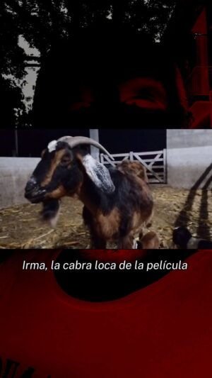 Ezequiel Rodríguez Instagram - 🐐❤️¡IRMA FUE MAMÁ!

🇦🇷@cuandoacechalamaldad, una película de Demián Rugna.
🪓🩸¡7ma semana, sigue en los cines! 

🎟️Comprá tus entradas anticipadas ahora porque VUELAN!! (Link en bio)

Estas fiestas vení a festejar a las salas - #CALM sigue en los cines! 

🩸🇦🇷¡ÉXITO TOTAL, más de 255mil espectadores ya la vieron!

🏆Ganadora MEJOR PELÍCULA en la competencia oficial de @sitgesfestival

🇺🇸Estrenada en Estados Unidos en 670 salas, ovacionada en su estreno mundial en tiff🇨🇦 y con exitosa participación en @Fantastic.Fest (Austin) y @BeyondFest (Los Angeles). 
Productores: Roxana Ramos @roxanaramos10, Fernando Diaz @fernandodiazcine
Producida por @aramos_cine, @machacofilms y @shudder.

Elenco:
PEDRO,  Ezequiel Rodríguez @ezequielagustinrodriguez
JIMI,  Demián Salomón @demian.salomon
MIRTHA, Silvina Sabater @silvinasabater
SABRINA,  Virginia Garófalo @vir_garofalo
RUIZ,  Luis Ziembrowski @ziembro 
JAIR, Emilio Vodanovich @emilio.voda
SANTINO,  Marcelo Michinaux @marcelomichinaux
SARA, Paula Rubinsztein @paularubinsztein
JIMENA, Desirée Salgueiro @desiree_salgueiro
LEO, Federico Liss @federico.liss
Niña llorona: Agustina Chiara Aguilera @locosdelaenzima

Distribuye: @bfargentina
Prensa: Raquel Flota @raquelflotta @agenciaraquelflotta
Redes: @francolovisolo

#CuandoAcechaLaMaldad #CALM #DemianRugna #AramosCine #MachachoFilms #Shudder #Terror #Cinedeterror #Cinedegenero #Cine #CineArgentino #Estreno #9denoviembre
