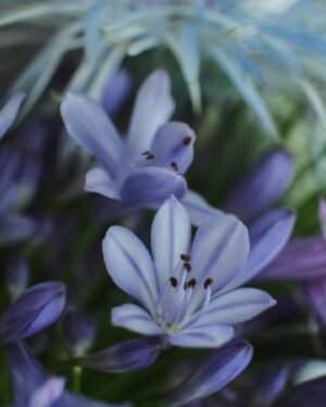 Fabio Grangeon Instagram - 我們真的意識到我們周圍的美嗎？
Are we really aware of the beauty that surrounds us? 

Thank you to all of you who sent me flowers for my premiere. They are brightening my home and soul 🌞