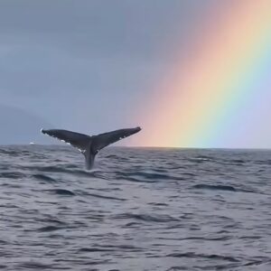 Facundo Arana Instagram - Qué te parece.. Finalmente…🌈🌈🌈🌈🌈🌈🦋