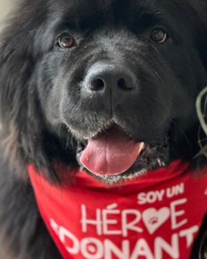 Facundo Arana Instagram - ♥️🌺🐕🐾🐩🦴🦮 Kambá le donó sangre a Shiva que está recuperándose así  de una anemia severa. En casa de herrero.. cuchillo de herrero.♥️♥️♥️🦴 Yo veo la foto y veo que entiende todo. #DonarSangreSalvaVidas