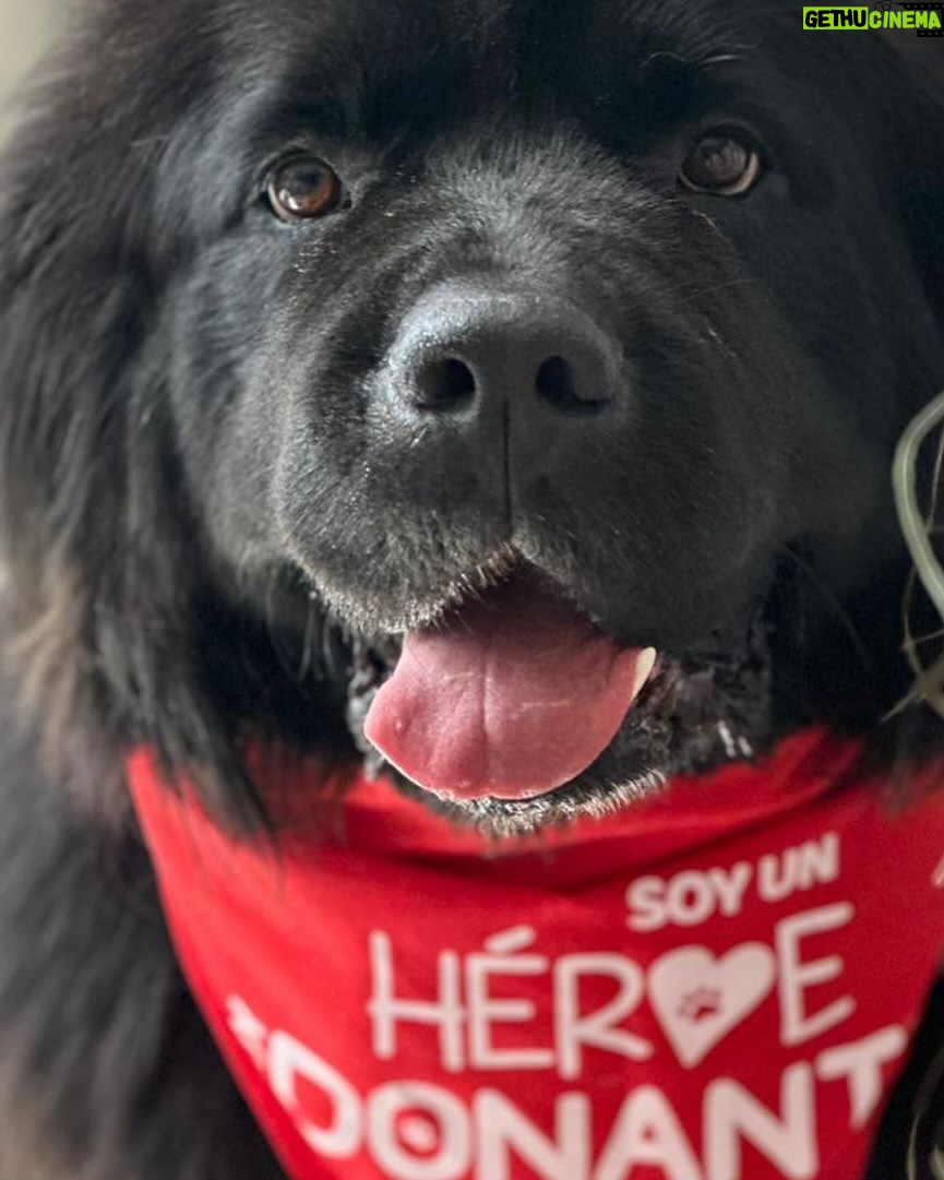 Facundo Arana - 4.2K Likes - ♥️🌺🐕🐾🐩🦴🦮 Kambá le donó sangre a Shiva que está recuperándose así de una anemia severa. En casa de herrero.. cuchillo de herrero.♥️♥️♥️🦴 Yo veo la foto y veo que entiende todo. #DonarSangreSalvaVidas