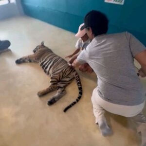 Farid Kamil Instagram - Melawat Harimau di Tiger Sanctuary , Pattaya. Muhammad ada perlawanan bola di sini dan kebetulan bermain untuk team Tiger U12 (Malaysia).