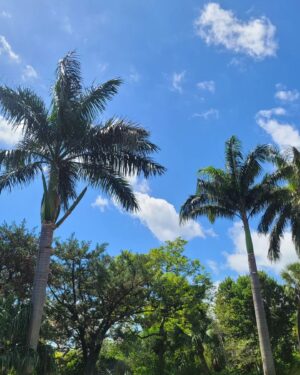 Federico Costantini Instagram - MIAMI DUMP 2 🌴🌴