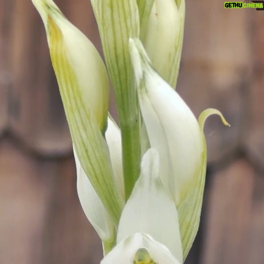 Felipe Braun - 21.8K Likes - ¿Alguien que sepa cómo se llama este tipo de orquídea?
Se estima que existen más de 25mil especies de orquídeas en el mundo... las hay de distintas formas, texturas y olores, incluso algunas de ellas nos evocan a aromas curiosos para una flor, como el chocolate...
Increíble!!Los leo!!!
.
.
.
#orchidae #flores #flowers #nature