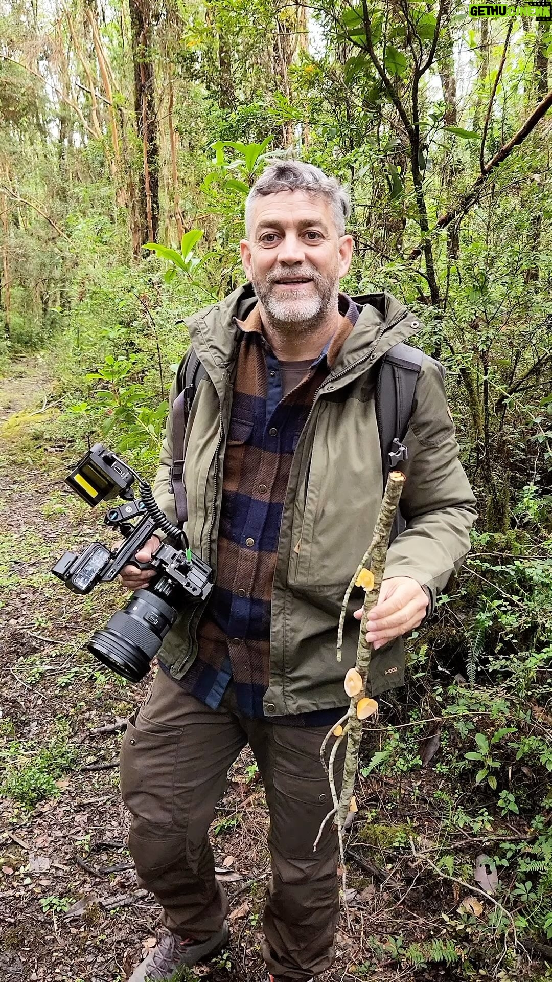 Felipe Braun - 7.4K Likes - Miren lo que encontré en @parquefutangue
¿Alguien que me pueda decir qué hongo es?
Los leo!!
.
.
#SobrelaTierra #canal13c #futangue #surdechile