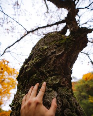 Felipe Braun Instagram - El Maule nos regaló estos increíbles colores, con un otoño que jamás había visto así: rojos intensos, amarillos en diferentes tonalidades y naranjos sorprendentes 🍂
Estas fotos las tomó @iamgessyg en el Parque Tricahue, mientras grabábamos uno de los capítulos más coloridos de #SobrelaTierra, que ya estamos a solo  a 10 días de estrenar!!
Nos vemos pronto por @canal_13c 
¿Han visto algún Otoño así?
Los leo!! @lapesebrera_delmaule 
.
.
.
#sobrelatierra #sobrelatierra13c #canal13c #canal13cl #maule #tricahue #regiondelmaule #chile #naturalezachile