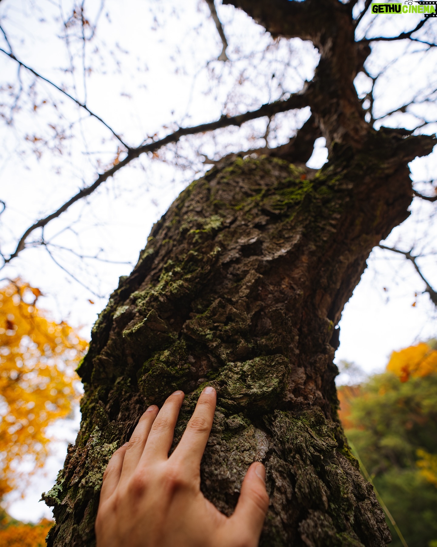 Felipe Braun - 3.4K Likes - El Maule nos regaló estos increíbles colores, con un otoño que jamás había visto así: rojos intensos, amarillos en diferentes tonalidades y naranjos sorprendentes 🍂
Estas fotos las tomó @iamgessyg en el Parque Tricahue, mientras grabábamos uno de los capítulos más coloridos de #SobrelaTierra, que ya estamos a solo a 10 días de estrenar!!
Nos vemos pronto por @canal_13c
¿Han visto algún Otoño así?
Los leo!! @lapesebrera_delmaule
.
.
.
#sobrelatierra #sobrelatierra13c #canal13c #canal13cl #maule #tricahue #regiondelmaule #chile #naturalezachile