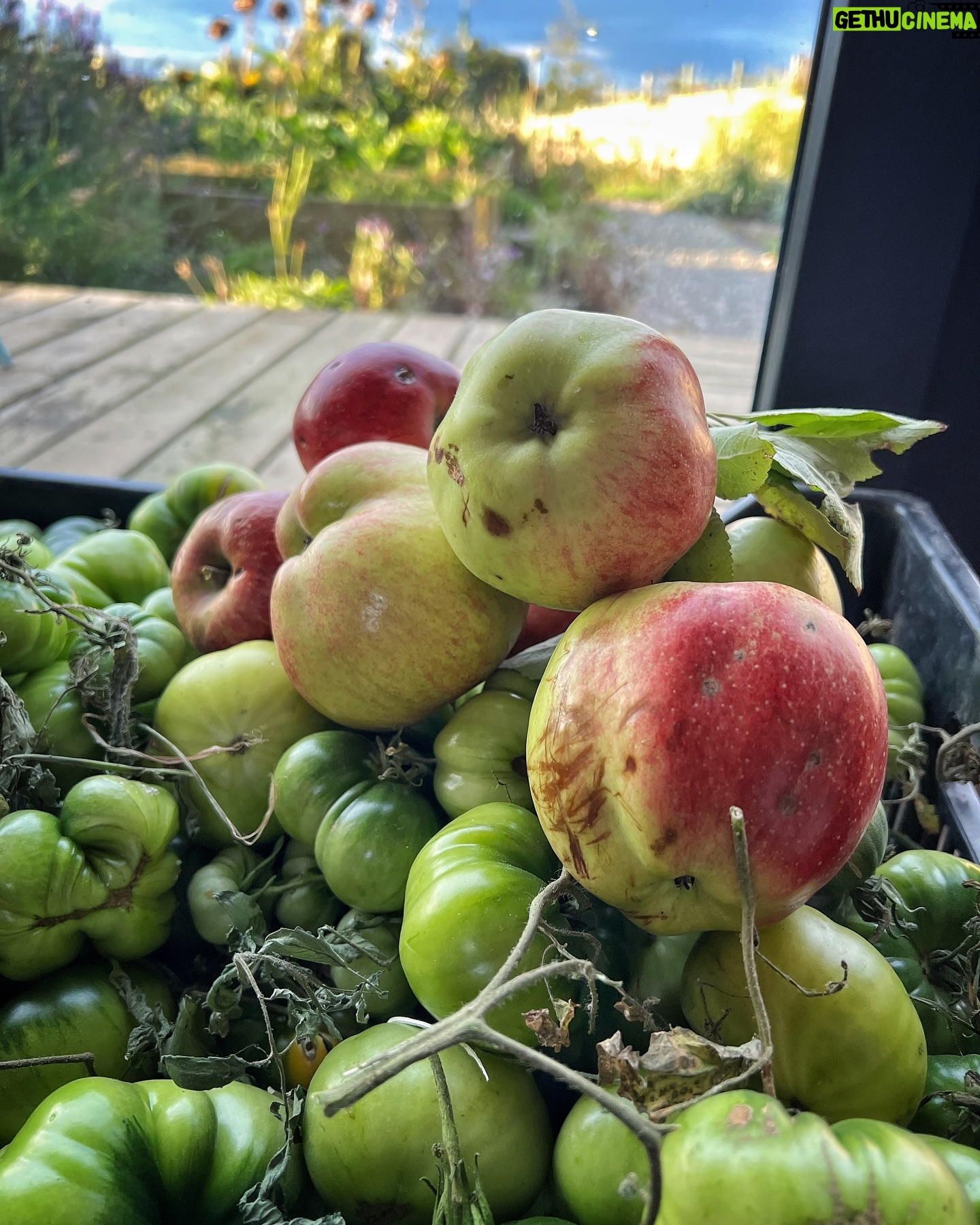 Felipe Braun - 3.3K Likes - Las manzanas imperfectas del sur… en esta época se llena, se caen de los árboles, son deliciosas, lindas y tienen sabores complejos pero… en el supermercado son más perfectas, parecen de plástico y estas que son más auténticas quedan abandonadas 🤷🏻♂️ 🤷🏻♂️🤷🏻♂️🤷🏻♂️ yo las adoro ❤️ y las regalo a la gente que quiero.