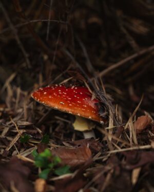 Felipe Braun Instagram - El Maule nos regaló estos increíbles colores, con un otoño que jamás había visto así: rojos intensos, amarillos en diferentes tonalidades y naranjos sorprendentes 🍂
Estas fotos las tomó @iamgessyg en el Parque Tricahue, mientras grabábamos uno de los capítulos más coloridos de #SobrelaTierra, que ya estamos a solo  a 10 días de estrenar!!
Nos vemos pronto por @canal_13c 
¿Han visto algún Otoño así?
Los leo!! @lapesebrera_delmaule 
.
.
.
#sobrelatierra #sobrelatierra13c #canal13c #canal13cl #maule #tricahue #regiondelmaule #chile #naturalezachile