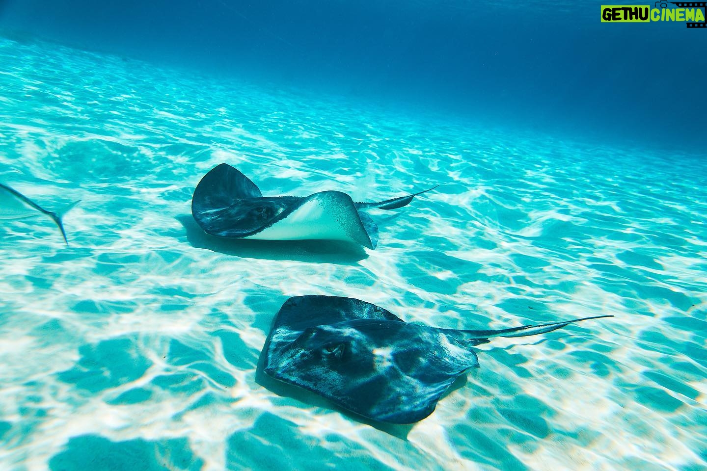 Felipe Gomes - 1K Likes - “You will love the ocean. It makes you feel small, but not in a bad way. Small because you realize you’re part of something bigger.”
Lauren Myracle
- - - -
“Você vai adorar o oceano. Faz você se sentir pequeno, mas não de uma maneira ruim. Pequeno porque você percebe que faz parte de algo maior.”
Lauren Myracle
.
.
.
#paradise #sea #life #princesscruises #carribean