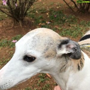 Felipe Torres Instagram - Ainda sobre intensa dor da perda compartilho publicamente essa declaração de amor à minha cachorrinha que se foi, a Lucy.
Lucy, você foi incessante luz de amor na vida de nossa família. Aliás, você foi a amálgama que nos uniu como família.
Passeios, corridas, brincadeiras, uma parceria inesquecível.
A vida sem você vai perder um pouco a graça, Pipi. Vai ser muito difícil superar sua ausência.
Estamos aqui, eu, minha amada esposa Carla e a nossa princesa Mia, numa tristeza abissal, mas vamos superar.
Todos os cantos da casa, do bairro, do sítio, da casa da minha sogra vão remeter a sua ausência por um tempo, mas o mesmo tempo há de transformar essa dor em memórias saudosas do seu amável convívio.
Com os olhos afogados em lágrimas me despeço de ti com essa homenagem pública do meu imenso amor.
EU VOU TE AMAR PARA SEMPRE, LUCY.