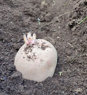 Félix Gómez Instagram - Buenos días!!! Días de huerta y campo... 🌱
Recogiendo las últimas verduras del Invierno, brócolis lombarda, espinacas y lechuga. Aún en la tierra queda algún repollo, habas (que ahora están en flor) y más espinacas. Y empezando ya a preparar la tierra para la huerta de Primavera y Verano. Este año me he adelantado un poco con las patatas, las planté ayer. El año pasado no se me dieron bien y esta temporada voy a intentar otra cosa...ya os contaré si acierto o no.

Sé que soy un afortunado por tener la posibilidad de tener un trozito de tierra. El gustazo de comer lo que cultivas, de regalar a tus seres queridos tus hortalizas y tus frutas no tiene parangón.

Manos a la tierra 💚 , no hay tiempo mejor empleado.

P.D. En la última foto, mi mejor amiga 🐞...ya están aquí. No sabéis la alegría que da verlas aparecer.  No hay mejor defensa.