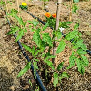 Félix Gómez Instagram - Mi huerta💚...
Ya va a tope, los plantones aún pequeños pero ya tirando con fuerza. Ahora solo queda acompañarlos y esperar a que todo evolucione bien. En las fotos: calabacín, tomatera y tajete, patatas, pimientos, calabaza cacahuete, puerros y berenjenas, pepinos... y una pequeña remesa de robles, que el año que viene irán a tierra (si todo va bien).
No me canso de repetirlo, que gusto da sembrar parte de tu comida. Volver al campo, clavar mis manos en la tierra, cada vez que puedo, está siendo un verdadero lujo.

#huertaregenerativa #agriculturaregenerativa