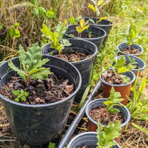 Félix Gómez Instagram - Mi huerta💚...
Ya va a tope, los plantones aún pequeños pero ya tirando con fuerza. Ahora solo queda acompañarlos y esperar a que todo evolucione bien. En las fotos: calabacín, tomatera y tajete, patatas, pimientos, calabaza cacahuete, puerros y berenjenas, pepinos... y una pequeña remesa de robles, que el año que viene irán a tierra (si todo va bien).
No me canso de repetirlo, que gusto da sembrar parte de tu comida. Volver al campo, clavar mis manos en la tierra, cada vez que puedo, está siendo un verdadero lujo.

#huertaregenerativa #agriculturaregenerativa