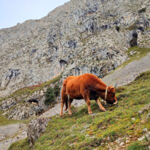 Félix Gómez Instagram - Montaña arriba... 💚
Caminar para despejar. 
Subir para desconectar. 
Conectar con lo que toca.
Descansar.
Bajar calmado, reconectado.

Y de premio...un cocido montañes😋🤣.