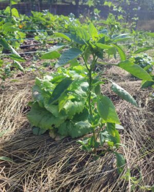 Félix Gómez Instagram - Mi huerto...🌱
Aquí está mi huerto, hay mas fotos pero no quiero aburrir. Esta siendo una gozada verlo crecer. Es un placer tan grande...🥰... Si tenéis la posibilidad, aunque sea uno pequeño en el balcón, animaos con él,  os aseguro que no os vais a arrepentir y hay mil maneras y mucha gente que sabe mucho de ello.
Hay también algún fracaso, no voy a mentir. Las patatas  han sido pasto de las hormigas aunque no me rindo y voy a volver a intentarlo con las tardías. Es la primera vez que me enfrento a problemas desde la metodologías de la agricultura regenerativa y esta siendo toda una aventura. No quiero usar químicos asi que aquí estoy dándole duro y aprendiendo... Acepto consejos si alguien se ha enfrentado al mismo problema.
Tengan un bonito día!!!