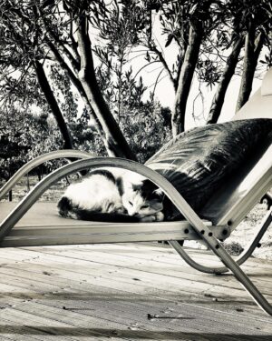Feridun Düzağaç Instagram - Kedi / the cat @hakan_erken @emrahbap 😁