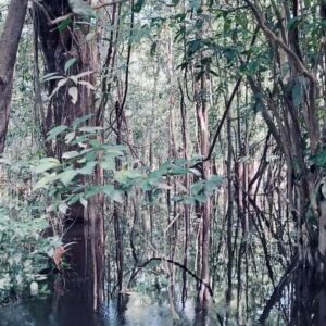 Fernanda Diniz Instagram - Pela Amazônia 💚