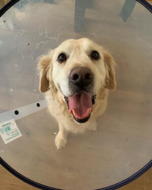Fernando Guallar Instagram - La resiliencia del ser más bonito que conozco. Qué animalá, Django.