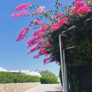 Filipa Pinto Instagram - 🌺🌼☀️🌞🥕🍏💦⛱🧡💛