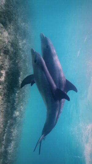 Filipe DeAndrade Instagram - 🐬 crazy rn so what about it

Filmed for @natgeo