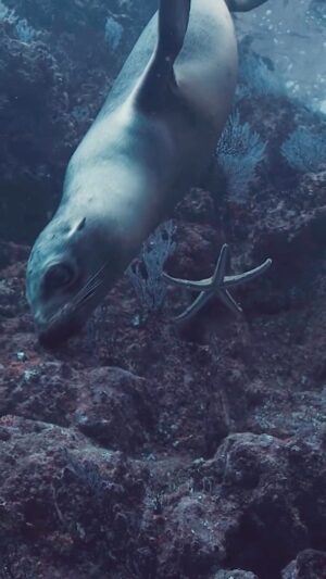Filipe DeAndrade Instagram - Mexican beach vibes with a twist! 🌊🌴 

This Sea Lion’s got some serious star power and apparently didn’t get the memo to not play with your food. Watch as it steals the show and plays ‘Catch me if you can’ with a Starfish co-star. Who knew Sea Lions had a flair for showing off and a passion for aquatic fashion? Dive in and marvel at nature’s playful wonders! 🌊💫 #SealionShenanigans #MexicoMagic #shotonred #shotongates

Filmed with Nakawe Project and @marvivo