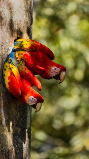Filipe DeAndrade Instagram - SCARLET MACAWS 🦜 

Check out this clip from our film “The Hummingbird Effect.” Its a finalist for best behavior @jacksonwildorg 

@coneflower_studios @black.licorice.pictures @brianmoghari @pbsnature @terramater