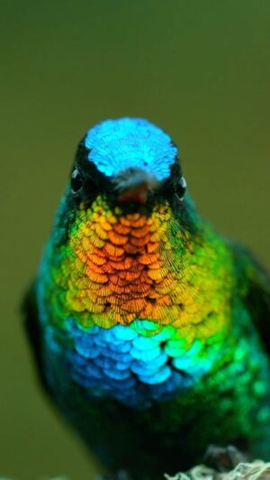 Filipe DeAndrade Instagram - Happy Monday and kind reminder: every species on our planet has an important role to play. Beyond our comprehension, there is the great wisdom of nature and even if we are unaware of the importance of a species, WE ARE all vital, deserving of a chance at life and needed in this incredible web of existence that is only sustained by the existence of every single species. 

#KeepItWild wildlife warriors & be kind to animals. 

Filmed for @pbsnature “The Hummingbird Effect”