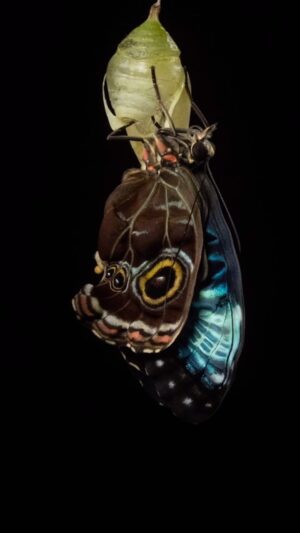 Filipe DeAndrade Instagram - Drop a 🦋 if you Love Pixie Dragons 👇🏽

Filmed for @natgeo