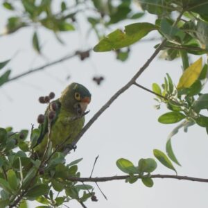 Filipe DeAndrade Instagram - Join us in celebrating #WorldEnvironmentalDay.

This year, more than ever, our planet needs tender love and care.

We believe every howler needs its tree, every parakeet needs its lover and every squirrel needs its nut.

Images by @filipe_deandrade at @reservaconchal

 #OurLandOurFuture #GenerationRestoration #NatureForAll #ReservaConchal #CostaRica