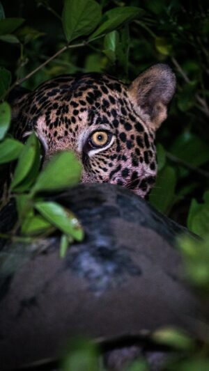 Filipe DeAndrade Instagram - “My spirit animal...the Jaguar” - @filipe_deandrade 🐆
As my takeover of the @unbiodiversity Takeover Week comes to an end, I want to express my wildest gratitude for the opportunity to share my passion for wildlife and conservation with all of you. It has been an incredible journey, exploring the wonders of nature and highlighting the importance of preserving our planet’s biodiversity.
But this is just the beginning. I am thrilled to announce my current project, a production focused on the enigmatic Jaguars of Costa Rica and the fragile nature of their habitats. These elusive creatures hold a special place in my heart, and through this project, I aim to shed light on their significance and the challenges they face. We are currently filming for @PBSNature and @terramater.
I invite each and every one of you to join me on this upcoming experience. Together, we can make a difference in the preservation of this amazing species. Follow me @filipe_deandrade to stay tuned as we unravel the mysteries of Jaguars and everything they influence. Your support and engagement will be instrumental in spreading awareness and inspiring others to take action.
Lets be the voice for these magnificent beings, ensuring their survival and the conservation of their habitats for future generations.
Thank you for being a part of this journey, and I look forward to sharing more updates with all of you soon. Stay connected, inspired, wild, and let’s continue to champion the preservation of our incredible planet.

#KeepItWild #WorthMoreAlive #StayWild