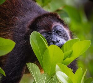 Filipe DeAndrade Instagram - Join us in celebrating #WorldEnvironmentalDay.

This year, more than ever, our planet needs tender love and care.

We believe every howler needs its tree, every parakeet needs its lover and every squirrel needs its nut.

Images by @filipe_deandrade at @reservaconchal

 #OurLandOurFuture #GenerationRestoration #NatureForAll #ReservaConchal #CostaRica