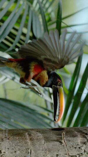 Filipe DeAndrade Instagram - Flip your phone to watch this video📱🔃

Raise your arm if wildlife gives your soul jazz hands 🙆‍♂️
I’m @filipe_deandrade
Filmmaker & @natgeo Explorer and photographer - Join me and experience the wonders of biodiversity in this week’s UN Biodiversity Week where we’ll explore amazing nature from Jaguars, Dolphins, Monkeys, Hummingbirds and a Brasilian obsessed with all things wild (me). Let’s celebrate the power of our natural world, inspire, connect, and preserve together. Also...I capitalize all animals because of their importance.

#KeepItWild #WorthMoreAlive #StayWild