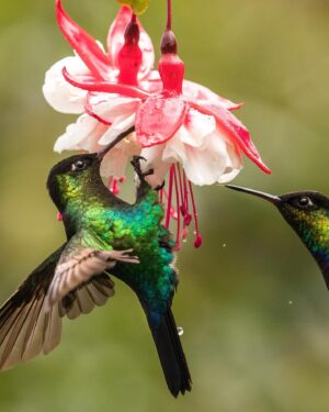 Filipe DeAndrade Instagram - "Avian ninjas with swords attached to their face" - @filipe_deandrade 🥷🗡️
Hummingbirds, the enchanting jewels of the avian world, reveal a mesmerizing variety of species in the breathtaking landscapes of Costa Rica. These tiny powerhouses play a crucial role in our ecosystems, their presence reverberating far beyond their size. As we recently launched "The Hummingbird Effect" on @PBSNature and @terramater, I am delighted to share their captivating stories with you.
In Costa Rica, a haven for biodiversity, #Hummingbirds grace the tropical forests with their vibrant plumage and kinetic energy. These remarkable birds, with their unique ability to hover and fly in all directions, are key pollinators, ensuring the reproduction of countless plant species. Their slender bills, specially adapted for accessing nectar, allow them to delve deep into flowers, forming a vital connection between flora and fauna.
"The Hummingbird Effect" (produced by @filipe_deandfrade @coneflower_studios @black.licorice) on @PBSNature provides a window into the extraordinary lives of these feathered wonders, unraveling their remarkable behaviors, epic migrations, and the delicate dance between their survival and our actions. Through this documentary, we gain a deeper understanding of the intricate harmony Hummingbirds bring to our natural world.
By appreciating the beauty and significance of Hummingbirds, we embrace our role as stewards of nature. Let us protect their habitats, foster gardens rich in native plants, and champion conservation efforts to secure a future where these avian ninjas thrive.

#KeepItWild #WorthMoreAlive #StayWild