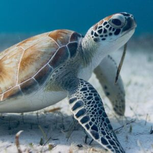 Filipe DeAndrade Instagram - Experiencing a young juvenile Green Sea Turtle in the wild FEEDING…this is a thing of life! If you’re obsessed with the ocean like I am you … KNOW how rare this is. #takemeback! 

#StayWild 📸 for @natgeo