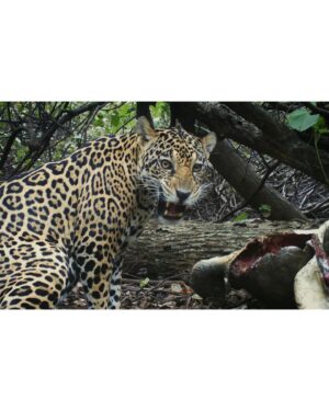 Filipe DeAndrade Instagram - It’s one of the most humbling moments I have EVER experienced. Being amongst predators will make you understand that nature is in charge no matter how much the human species believes that we are. 

She is my inspiration, teacher & force! 

#KeepItWild 🐆🤘🏼