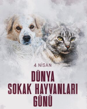 Filiz Taçbaş Instagram - Hayat onlarla güzel 🧡

#dünyasokakhayvanlarıgünü