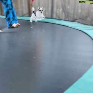 Finn Carr Instagram - My dog is ridiculous!!! #smidge #love
.
.
.
.
.
.
.
.
.
.
.
.
.

 #dogsofinstagram #puppiesofinstagram #videooftheday #covid_19 #instadaily #captainhook #eukanubasportingdog