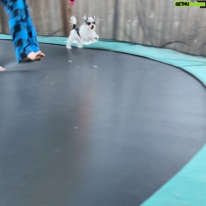 Finn Carr - 4.6K Likes - My dog is ridiculous!!! #smidge #love
.
.
.
.
.
.
.
.
.
.
.
.
.
#dogsofinstagram #puppiesofinstagram #videooftheday #covid_19 #instadaily #captainhook #eukanubasportingdog