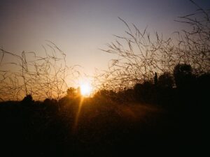 Finn Jones Instagram - LA Sunsets #35mm