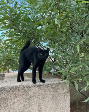 Fırat Topkorur Instagram - ben bitti demeden tabii ki biter, ama olsun güneş yerinde her şey yolunda ☀️🐈‍⬛