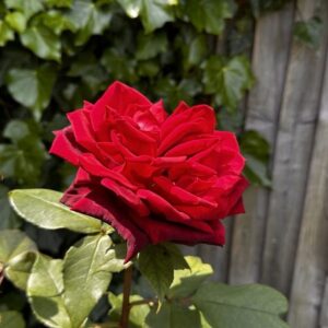 Floella Benjamin Instagram - I planted this rose bush in 1981 to celebrate my son’s birth and it’s wonderful to see how it blossoms each year ❤️